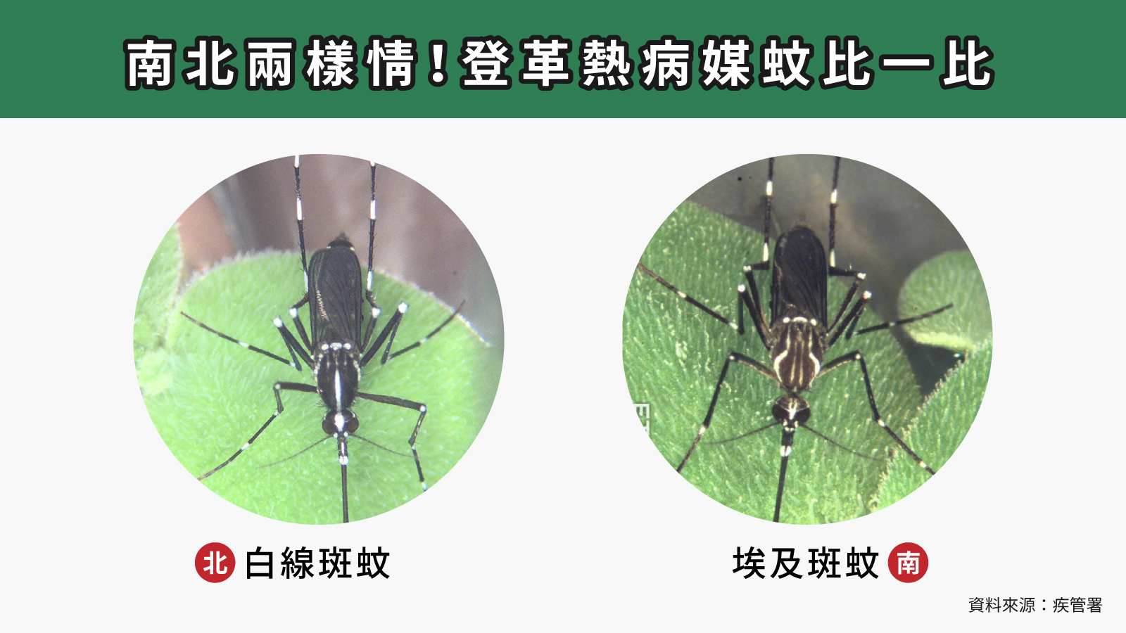 關於登革熱防疫的南北兩樣情